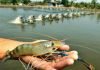 Fishmeal demand driven by Shrimp sector