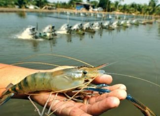 Fishmeal demand driven by Shrimp sector