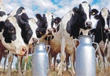 Indian start-ups transforming the Dairy farming landscape