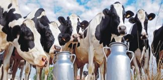 Indian start-ups transforming the Dairy farming landscape