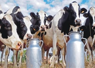 Indian start-ups transforming the Dairy farming landscape