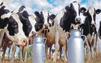 Indian start-ups transforming the Dairy farming landscape