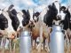 Indian start-ups transforming the Dairy farming landscape