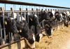 Importance of liquid nitrogen for Indian animal husbandry sector