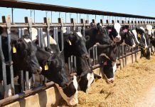 Importance of liquid nitrogen for Indian animal husbandry sector