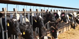 Importance of liquid nitrogen for Indian animal husbandry sector