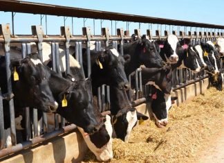 Importance of liquid nitrogen for Indian animal husbandry sector