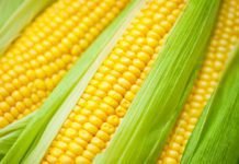 China come up with new rule to ease GMO approvals.