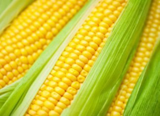 China come up with new rule to ease GMO approvals.