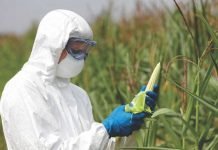 Why GM crops for Animal Feed?