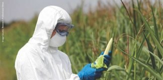 Why GM crops for Animal Feed?