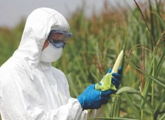 Why GM crops for Animal Feed?