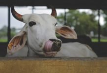 Paddy straw as cattle feed – GADVASU submission to Punjab government