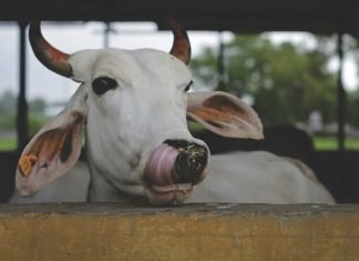 Paddy straw as cattle feed – GADVASU submission to Punjab government