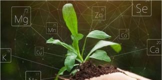 Alltech publishes white paper focused on organic trace minerals enhancing mineral bioavailability through chelation