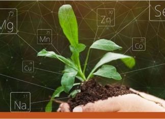 Alltech publishes white paper focused on organic trace minerals enhancing mineral bioavailability through chelation