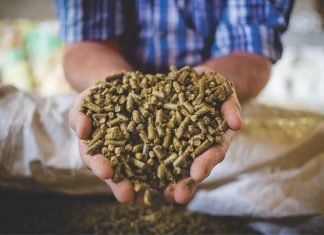 Feed Safety – Importance, Components and Ways to Ensure Safe Feed Production