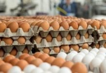 Special plans of Kerala government to achieve self-sufficiency in meat and egg production