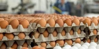 Special plans of Kerala government to achieve self-sufficiency in meat and egg production