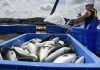 Government plans for increased fish exports by 2024-25.
