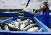 Government plans for increased fish exports by 2024-25.