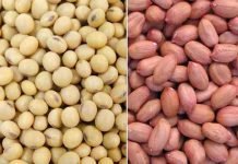 Increased soyameal and rapemeal prices resulted in lowered oilmeal exports