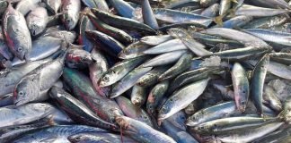 Antimicrobial Awareness Week 2021: Reducing antibiotic dependence in aquaculture