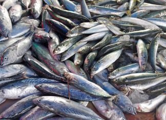 Antimicrobial Awareness Week 2021: Reducing antibiotic dependence in aquaculture
