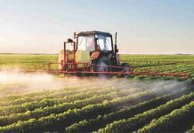 GMO crops or more pesticide?