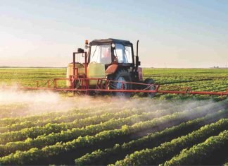 GMO crops or more pesticide?
