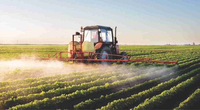 GMO crops or more pesticide?
