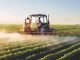 GMO crops or more pesticide?