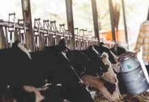 Increasing milk production in India – A difficult target