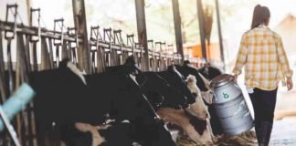 Increasing milk production in India – A difficult target