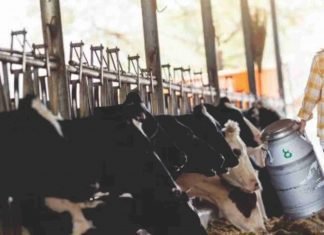 Increasing milk production in India – A difficult target