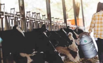 Increasing milk production in India – A difficult target