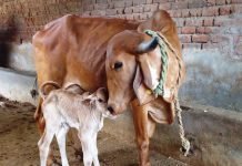 EFFECT OF DIETARY SUPPLEMENTATION OF THE NSP ENZYMES ON PRODUCTIVE PERFORMANCE OF THE LACTATING INDIGENOUS COW