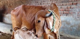 EFFECT OF DIETARY SUPPLEMENTATION OF THE NSP ENZYMES ON PRODUCTIVE PERFORMANCE OF THE LACTATING INDIGENOUS COW