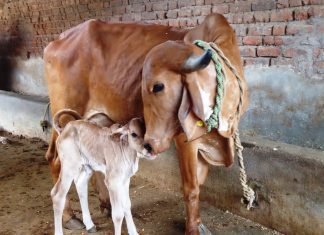 EFFECT OF DIETARY SUPPLEMENTATION OF THE NSP ENZYMES ON PRODUCTIVE PERFORMANCE OF THE LACTATING INDIGENOUS COW