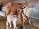 EFFECT OF DIETARY SUPPLEMENTATION OF THE NSP ENZYMES ON PRODUCTIVE PERFORMANCE OF THE LACTATING INDIGENOUS COW