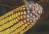 New research by Embrapa and the Federal University of Minas Gerais in Brazil shows mycotoxins in corn