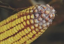 New research by Embrapa and the Federal University of Minas Gerais in Brazil shows mycotoxins in corn