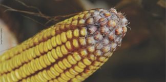 New research by Embrapa and the Federal University of Minas Gerais in Brazil shows mycotoxins in corn