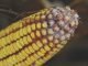 New research by Embrapa and the Federal University of Minas Gerais in Brazil shows mycotoxins in corn