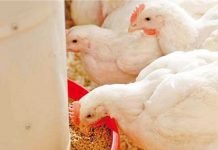Effect of particle size and whole grain feeding on growth performance and gut health of broilers