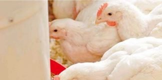Effect of particle size and whole grain feeding on growth performance and gut health of broilers