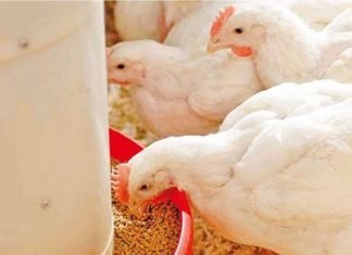 Effect of particle size and whole grain feeding on growth performance and gut health of broilers