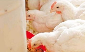 Effect of particle size and whole grain feeding on growth performance and gut health of broilers