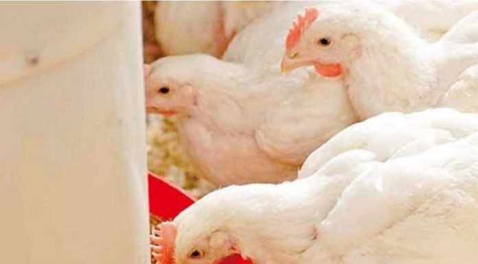 Effect of particle size and whole grain feeding on growth performance and gut health of broilers