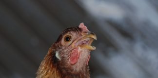 Why we need a comprehensive strategy for heat stress management?